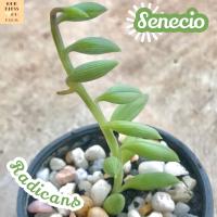 [เซเนซิโอ สร้อยเพชร] Senecio Radicans ส่งพร้อมกระถาง แคคตัส Cactus Succulent Haworthia Euphorbia ไม้หายาก พืชอวบน้ำ ไม้หนาม ไม้ทะเลทราย กระบองเพชร