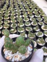 ส่งทั้งกระถาง-ฟอร์มกอ # แคคตัสไข่#แคคตัสไข่จิ้งจก#Cactus # Opantia Tunilla Corrugata# ต้นไม้ทนแล้ง #กระบองเพชร#พืชทนแล้ง# จัดสวนถาด# ต้นไม้มินิ# Minimal Plants# ตะบองเพชร# กะบองเพชร# กระบองเพชร