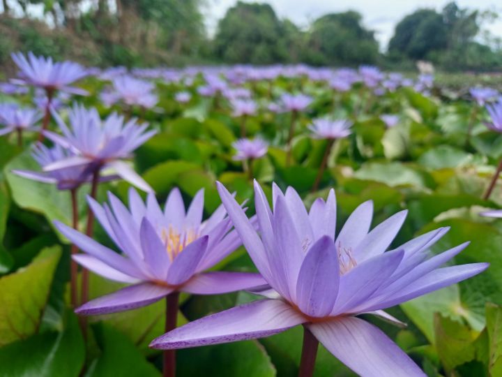 บัวสีม่วง-อลิน