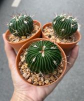 คลื่นสมอง แคคตัส (Echinofossulocactus) กระบองเพชร ที่มีรอยหยักคล้ายสมอง ปลูกแล้วดี เสริมเรื่องการงาน การเงิน ความรัก 1ต้น/PCs