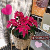 ???ต้นคริสต์มาสชมพูเข้ม จัดส่งทั้งต้น?(poinsettia christmas plant) ไม้มีขายในช่วง ธันวานะคะ ❤️