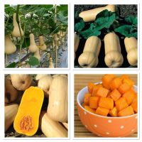 เมล็ดพันธุ์ ฟักทอง บัตเตอร์นัท นาราแกนเซท (Narragansett F1 Butternut Squash) บรรจุ 10 เมล็ด ผลใหญ่ ขนาดประมาณ 2 กิโล เนื้อสีส้ม เหนียวนุ่มหวานมัน