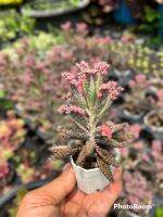 พิ้งค์บัตเตอร์ฟรายน์ (M)Kalanchoe tubiflora f.variegata pink butterfly กระถาง 2.5 นิ้ว