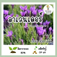 เมล็ดพันธุ์ลาเวนเดอร์ฝรั่งเศส (French Lavender) มีกลิ่นหอม บรรจุ 300 เมล็ด สายพันธุ์ OP แท้