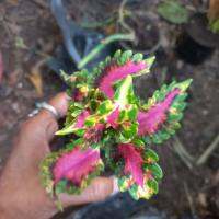 ฤษีผสมหรือภาษาอังกฤษก็คือ Coleus นั้นจะไม่ใช่ไม้ดอกทำให้เลี้ยงง่าย แต่เป็นต้นไม้ที่มีใบสีสวยงามมาก เต็มไปด้วยความหลากหลายและมีเสน่ห์ ที่สำคัญคืออะไรรู้ไหมครับ มันเติบโตได้ดีมากในกระถาง นั่นหมายความว่าสามารถเลี้ยงได้ในพื้นที่แคบๆ จัดโซนสวยๆในออฟฟิศ คาเฟ่