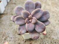 กุหลาบหิน ซุปเปอร์บั้ม graptopetalum superbum