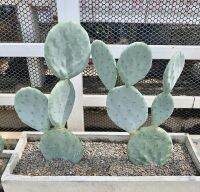 ตัดสดโอพันเทียโรบัสต้าไจแอ๊นท์ opuntia robusta giant