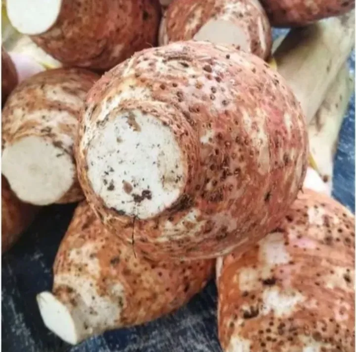 Talas Bogor Asli / Umbi Talas Bogor Super Besar / Talas Bogor Segar