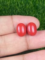 7.74cts สีแดงคอรัล คู่ 11x8.5x5.5mm 7.74cts red coral pair 11x8.5x5.5mm