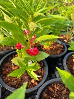 ต้นเทียนบ้าน สีขมพู Impatiens balsamina Linn. ขนาด 11 นิ้ว