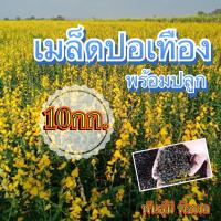 ?ปอเทือง เมล็ดปอเทือง 10 กิโลกรัม(พร้อมปลูก+เมล็ดคัดเกรดส่งออก)