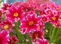 เมล็ดพันธุ์ดอกตาเสือ รูบี้ ฟรอสต์ เรด(Ruby Frost Red Coreopsis Seed)บรรจุ 50 เมล็ด ของแท้ คุณภาพดี ราคาถูก นำเข้าจากต่างประเทศ