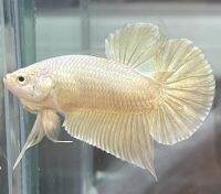 ปลากัดทอง Golden Betta คัดเกรด รับประกันตลอดขนส่ง