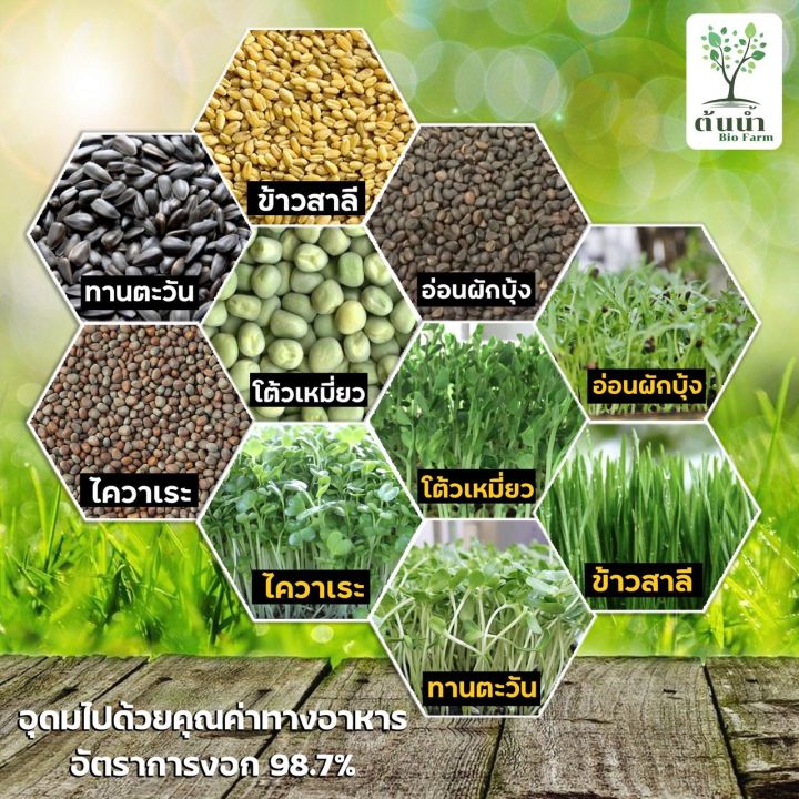 เมล็ดต้นอ่อนไควาเระ-ต้นอ่อนหัวไชเท้า-organic100-เมล็ดพันธุ์ผัก-เมล็ดสำหรับเพาะงอกพร้อมปลูก-ต้นอ่อนไควาเระ