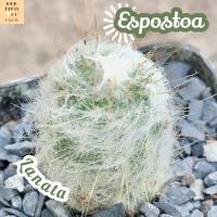 [เอสโพส์ทัว] Espostoa Lanata ส่งพร้อมกระถาง แคคตัส Cactus Succulent Haworthia Euphorbia ไม้หายาก พืชอวบน้ำ ไม้หนาม ไม้ทะเลทราย กระบองเพชร