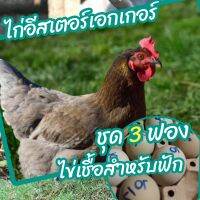 ไข่เชื้อไก่อีสเตอร์เอกเกอร์ชุด 3 ฟอง สำหรับฟัก