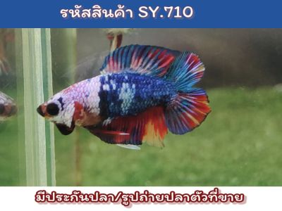 ปลากัดนีโม่สองหาง (Young Male Nemo DT) เพศผู้ เป็นปลารุ่นสีเต็มขนาด1.4นิ้ว นำไปเลี้ยงขุนต่อจะโต จะสีเต็มสวยขึ้นอีกเยอะ