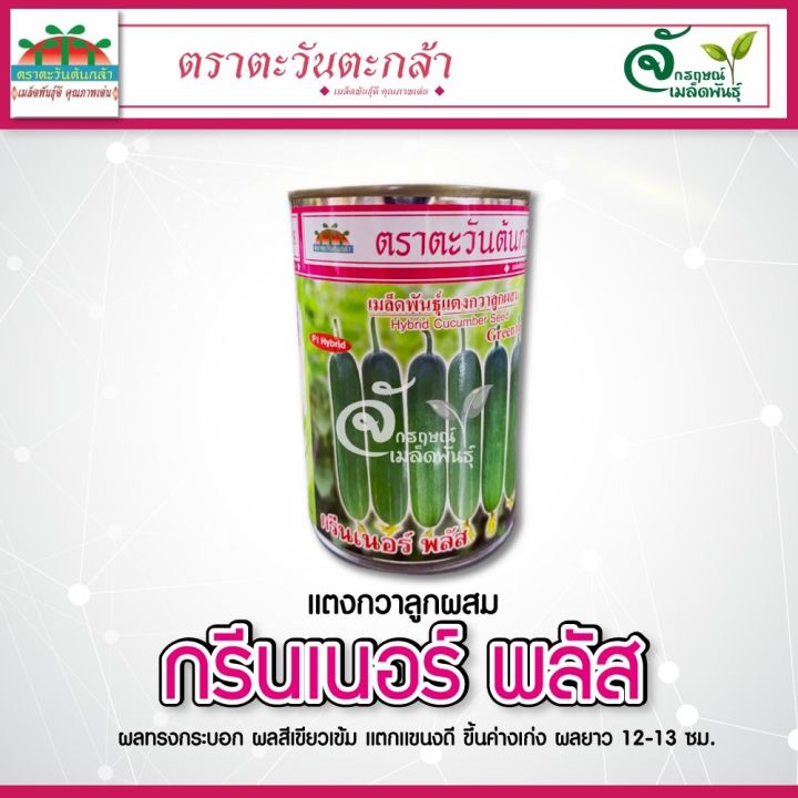 เมล็ดพันธุ์แตงกวา-กรีนเนอร์พลัส-ขนาด100g-ตราตะวันต้นกล้า