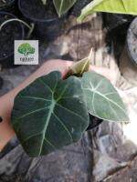 อโลคาเซียแบล็คเวลเวทใบกำมะหยี่ (Alocasia Black Velvet)