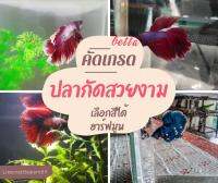 ปลากัดสวยงาม ฮาร์ฟมูน (haft moon betta) จัดส่งฟรี มีรับประกัน เก็บเงินปลายทาง