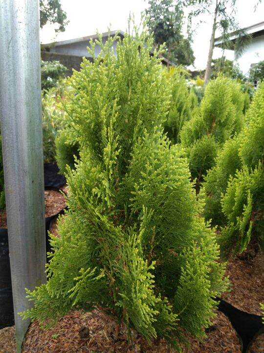 Cypress plant with FREE fertilizer Lazada PH