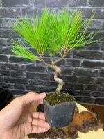 สนดำkoromutsu black pine ?