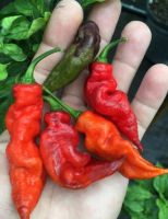 เมล็ดพันธุ์พริก เรด ไทเกอร์ (Red Tiger Hot Pepper Seed) บรรจุ 15 เมล็ด ของแท้ คุณภาพดี ราคาถูก นำเข้าจากต่างประเทศ