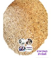 ข้าวไรน์ Canary Seed นำเข้าจาก Canada บำรุงให้ขนสวย มันเงา สำหรับนกแก้ว และหนูแฮมสเตอร์ (แบ่งขาย 250G / 500G / 1KG)