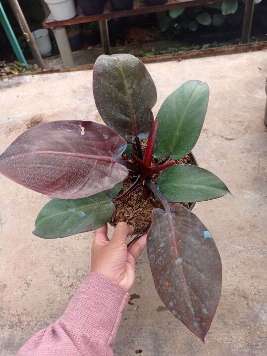 Philodendron Red Cherry / Philo Red Cherry | Lazada Indonesia