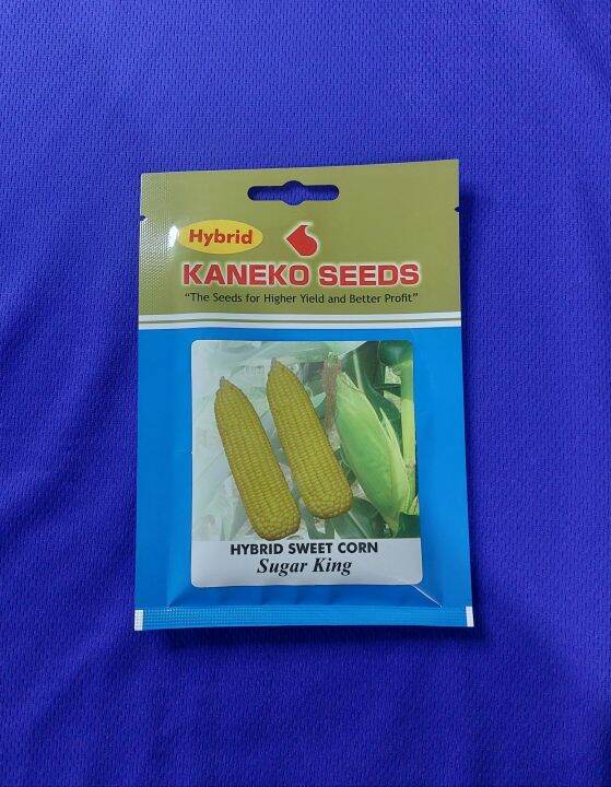 Sugar King (15 grams) Hybrid Sweet Corn / Mais by Kaneko Seeds Lazada PH