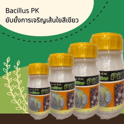 บาซิลลัส PK (Bacillus PK) ยับยั้งการเจริญเส้นใยสีเขียว พลายแก้วชีวภัณฑ์ ป้องกันและควบคุมเชื้อรา