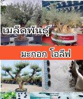 เมล็ดพันธุ์ มะกอกโอลีฟ olive olea Europaer น้ำเข้าจากตุรกรี  #ต้นไม้ปลูก ไม้มงคล ไม้ประดับ