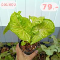 Syngonium podophyllum ต้นออมทอง ไม้มงคลเรียกทรัพย์เสริมโชคลาภ ในกระถาง4 นิ้ว