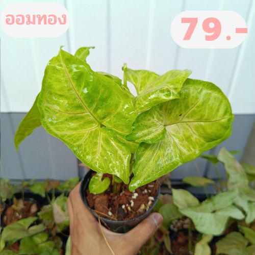 syngonium-podophyllum-nbsp-ต้นออมทอง-ไม้มงคลเรียกทรัพย์เสริมโชคลาภ-ในกระถาง4-นิ้ว