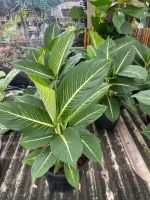 บารมีเศรษฐี Dieffenbachia, ARACEAE มีกรถางขนาด 8 นิ้ว