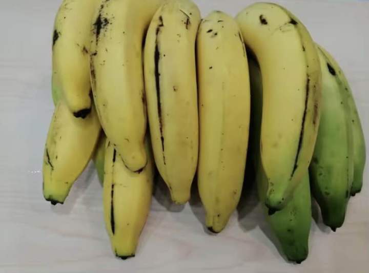 ปลูกกล้วยหอม-ต้นกล้วยหอมทอง-มีราก-มีใบ-พร้อมปลูก-โตไว-ส่งทั้งต้นพร้อมดิน-ไปลงปลูกได้เลย-กล้วยหอม-เป็นผลไม้ที่นิยมรับประทานเป็นอย่างมากทั้งในเด็ก-และผู้ใหญ่-เนื่องจาก-มีเนื้อนุ่มเหนียว-และมีกลิ่นหอมแรง