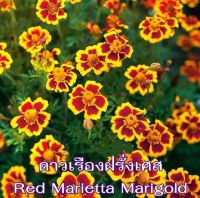 เมล็ดดอกดาวเรืองฝรั่งเศส 100-150เมล็ด  French Marigold  เมล็ดนำเข้า