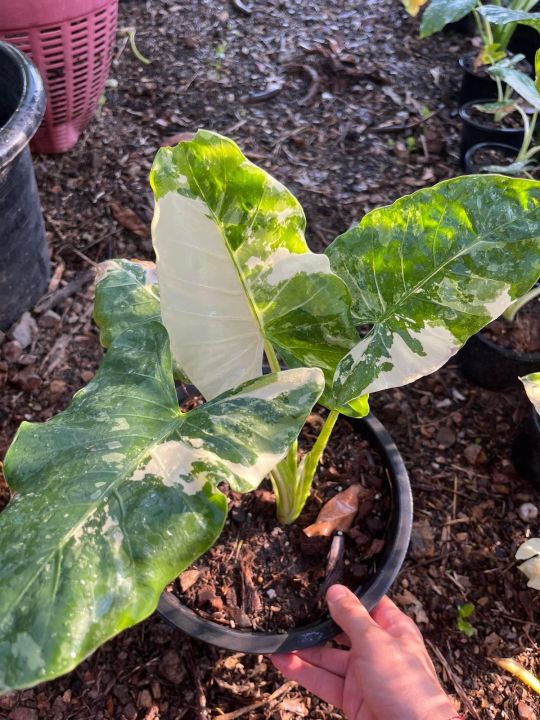 ช่วยซื้อหน่อยนะค่ะ-alocasia-macrorrhizos-บอนกระดาดยักษ์-จัดส่งแบบต้นพร้อมกระถาง-8-5-นิ้ว-มีใบที่ใหญ่มากชอบแดดรำไร-บอนกระดาดด่าง