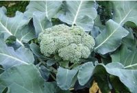 เมล็ดพันธุ์ บร๊อคโคลี่ (Broccoli) บรรจุ 200 เมล็ด