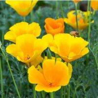 เมล็ดดอกป๊อปปี้ 50เมล็ด(สีเหลือง) เมล็ด California poppy เมล็ดพันธุ์นำเข้า พันธุ์แท้100% FL-02701