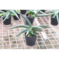 ?ลิ้นมังกร พาเท็นส์ (Sansevieria patens) หรือ หนวดมังกร ฟอร์ม ฟินิกซ์?