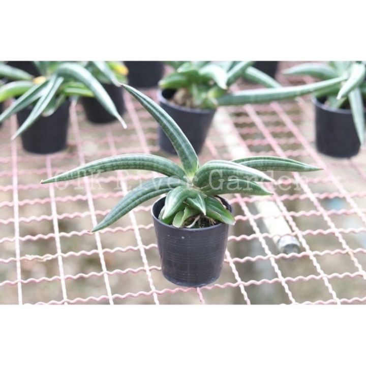 🎍ลิ้นมังกร พาเท็นส์ (Sansevieria patens) หรือ หนวดมังกร ฟอร์ม ฟินิกซ์🎍