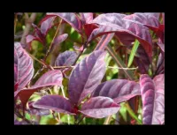 Manfaat daun ungu untuk wasir