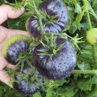 เมล็ดมะเขือเทศ แบล็คบิวตี้ (Black Beauty Tomato Seed) บรรจุ 3 เมล็ด คุณภาพดี ของแท้ 100%