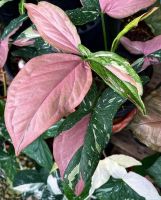 Syngonium Red Spot Tricolor (เงินไหลมาด่างสามสี) ???