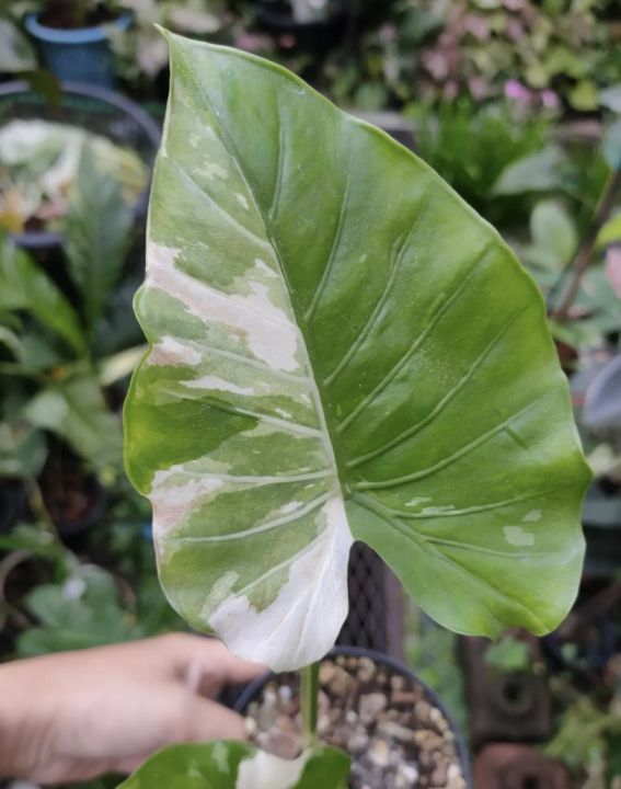 ต้นไม้สวยๆ-alocasia-okinawa-silver-บอนโอกินาว่า-สวยดูดี-มีเสน่ห์-ใบลักษณะใบ-เหมือนใบโพธิ์รูปหัวใจ-ก้านจะโค้งงอ-อ่อนช้อย-มีลีลาที่-พริ้ว