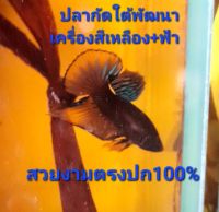 ปลากัดสวยงาม ใต้พัฒนา สีเหลือง+ฟ้า สวยมาก รับประกันสวยตรงปก100%