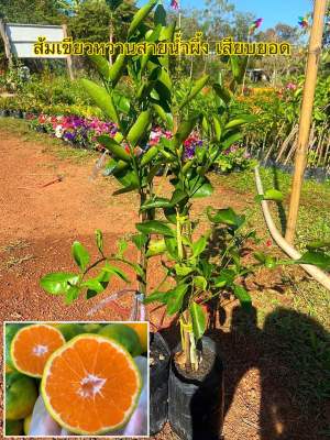 ส้มเขียวหวานสายน้ำผึ้ง พันธ์เตี้ย เสียบยอด 8-12เดือนติดผล ขนาดต้น60-70 ซม