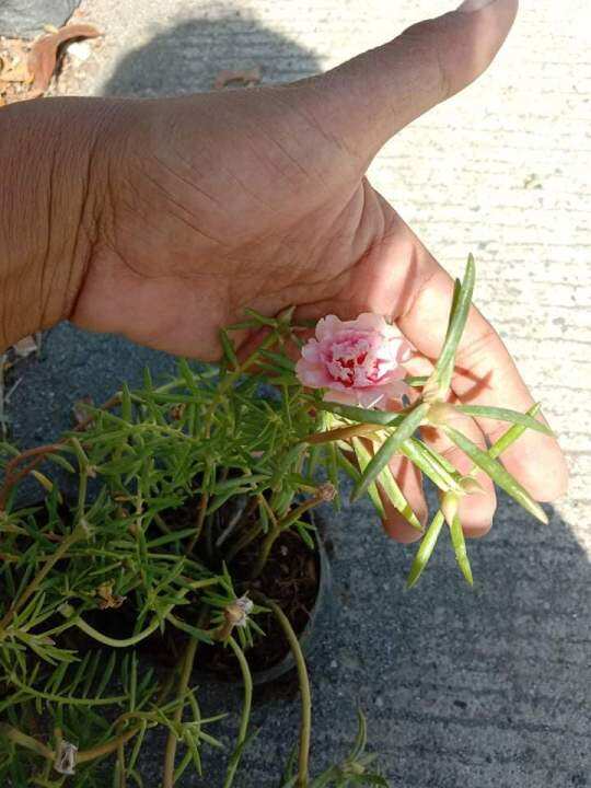 Vietnam rose Lazada PH