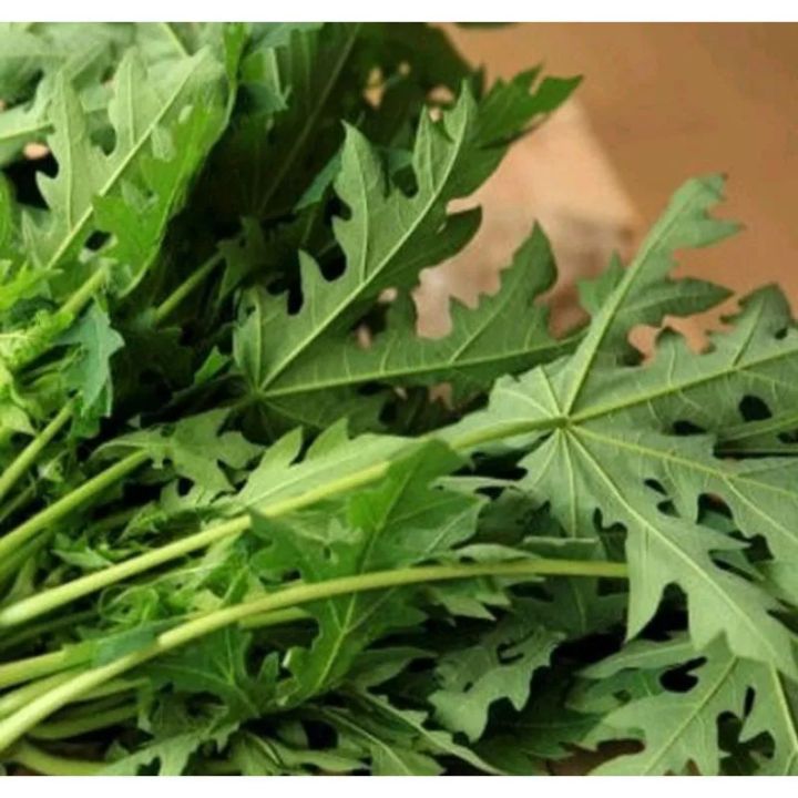 Daun Pepaya Muda 250 Gram Lazada Indonesia 8279